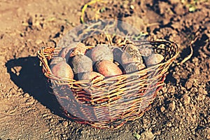 Ernte reifen Kartoffeln, Landwirtschaft, gesammelt garten 