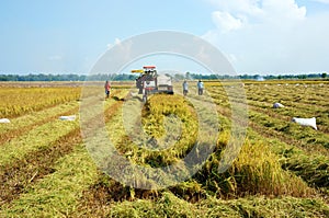 Harvesting ripe rice on paddy field