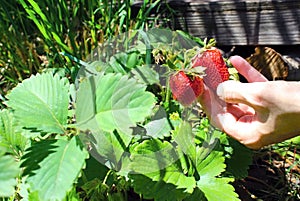 Harvesting ripe strawberries in summer.