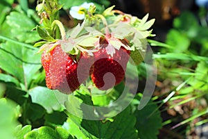 Harvesting ripe strawberries in summer.