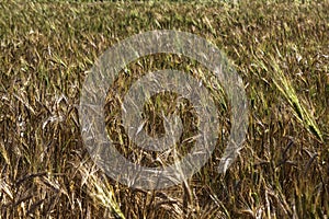 Harvesting. Ripe wheat fields with flowers close-up