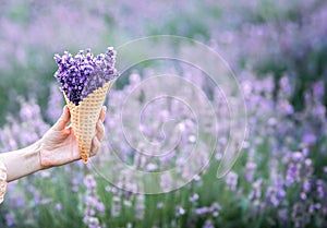 Harvesting season. Lavender bouquets and basket.