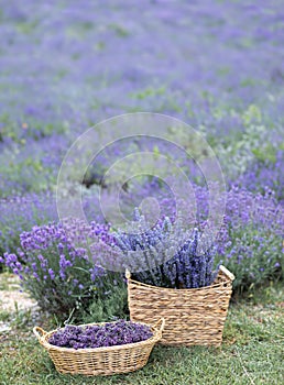Harvesting season. Lavender bouquets and basket.