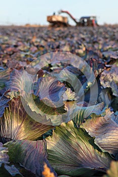 Harvesting season for red cabbage. Red cabbage. Autumn harvest of vegetables. Agricultural work. Vegetable crops. Out of