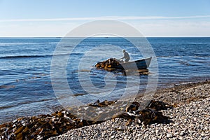 Harvesting of seaweed kelp from a boat