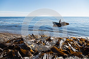 Harvesting of seaweed kelp from a boat