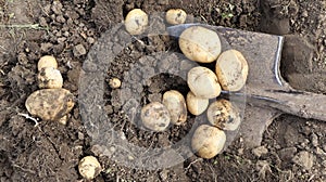 Harvesting from the soil on the plantation of early young potatoes. Fresh organic potatoes are dug out of the ground with a shovel