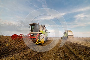 Harvesting of soy bean field with combine