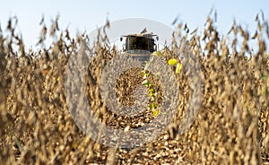 Harvesting of soybean