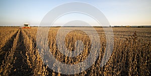 Harvesting of soybean