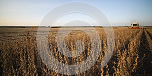 Harvesting of soybean