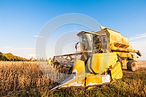 Harvesting of soybean field with combine harvester.