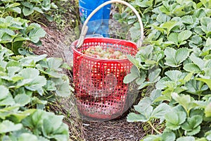 Harvesting strawberries