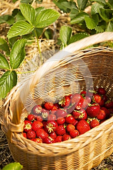 Harvesting strawberries on the farm. Strawberries in a basket