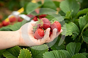 Harvesting strawberries. Hands with strawberries on the background of a strawberry patch
