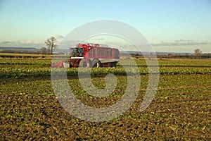 Harvesting Sugar Beet,in Lincolnshire