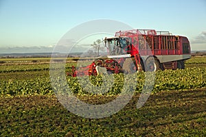 Harvesting Sugar Beet,in Lincolnshire,UK