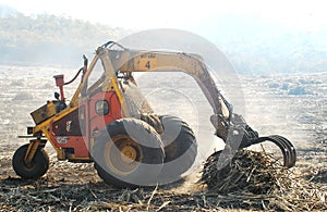 Harvesting sugar cane