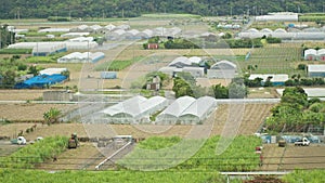 Harvesting Sugar Cane in Okinawa, Japan.