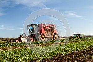 Harvesting sugarbeet