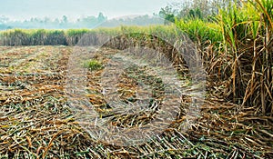 Harvesting sugarcane in field. agriculture concept