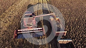 Harvesting sunflower. Combine unloads sunflower seeds in a lorry. The camera flies around