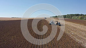 Harvesting of sunflower seeds, aerial view