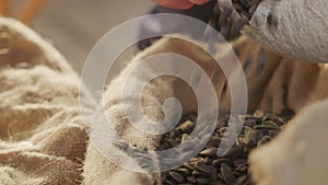 Harvesting sunflower seeds for the production of sunflower oil.