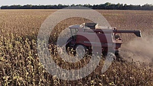 Harvesting sunflower. Side view. Combine fast rides on the field, shot from the air