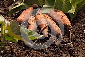 Harvesting sweet potato. Growing organic sweet potato. Worm on roots of sweet potato