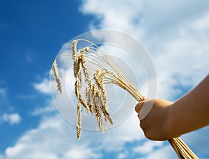 Harvesting time