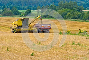 Harvesting time