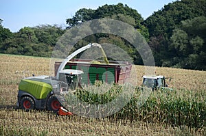 Harvesting time