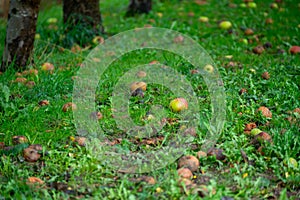 Harvesting time in fruit region of Netherlands, Betuwe, Gelderland, organic plantation of apple fruit trees in september, elstar, photo