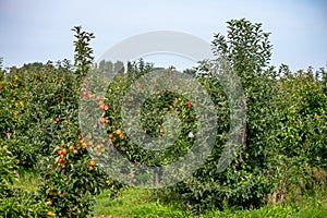 Harvesting time in fruit region of Netherlands, Betuwe, Gelderland, plantation of apple fruit trees in september, elstar, jonagold