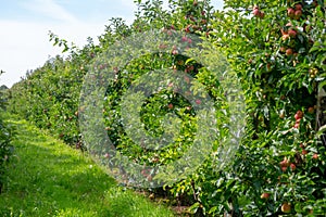 Harvesting time in fruit region of Netherlands, Betuwe, Gelderland, plantation of apple fruit trees in september, elstar, jonagold