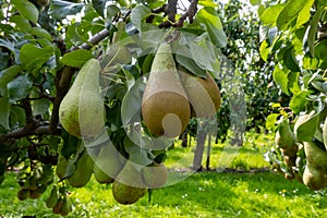 Harvesting time in fruit region of Netherlands, Betuwe, Gelderland, plantation of apple fruit trees in september, elstar, jonagold