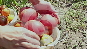 Harvesting tomato in the garden.Farmer picks ripe tomatoes from a bush. Hands farmer harvest ripe tomatoes.