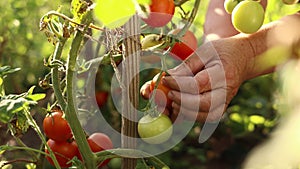 Harvesting tomatoes. Close up of older female farmer's hands plucks a red fresh ripe tomato from branch a bush