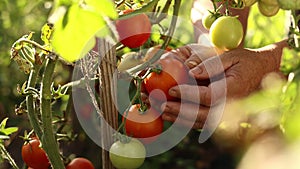 Harvesting tomatoes. Close up of older female farmer's hands plucks a red fresh ripe tomato from branch a bush