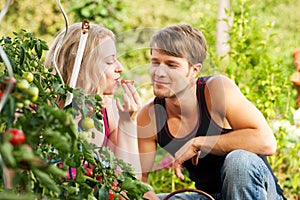 Harvesting Tomatoes - couple