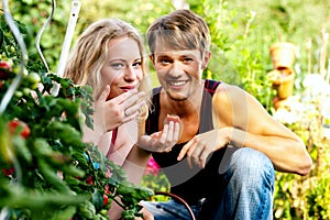 Harvesting Tomatoes - couple