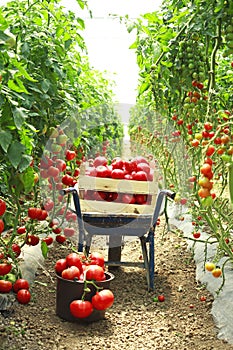Harvesting tomatoes in garden