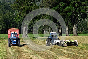 Harvesting triticale for silage