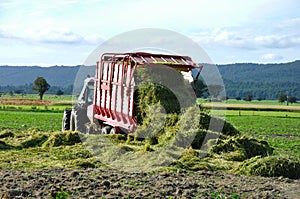 Harvesting triticale for silage
