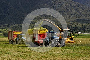 Harvesting triticale for silage