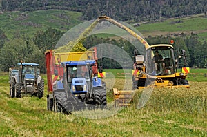 Harvesting triticale for silage photo