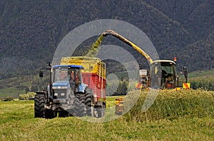 Harvesting triticale for silage photo