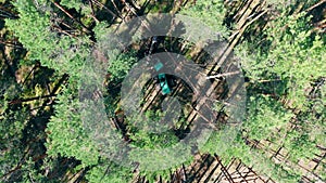 Harvesting truck is cutting trees in a top view. Forest, tree logging, aerial view.