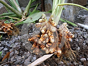 Harvesting tumeric in the caribbean